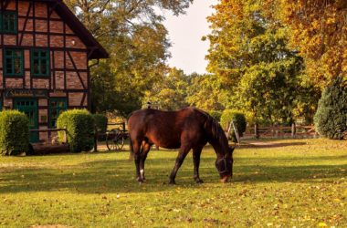 agriturismi e fattorie