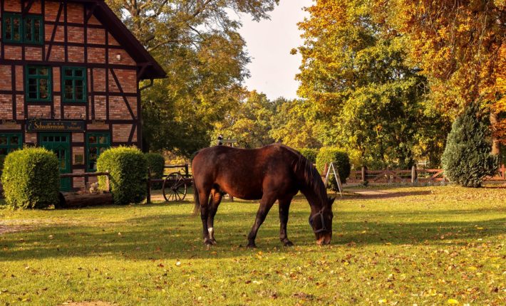 agriturismi e fattorie